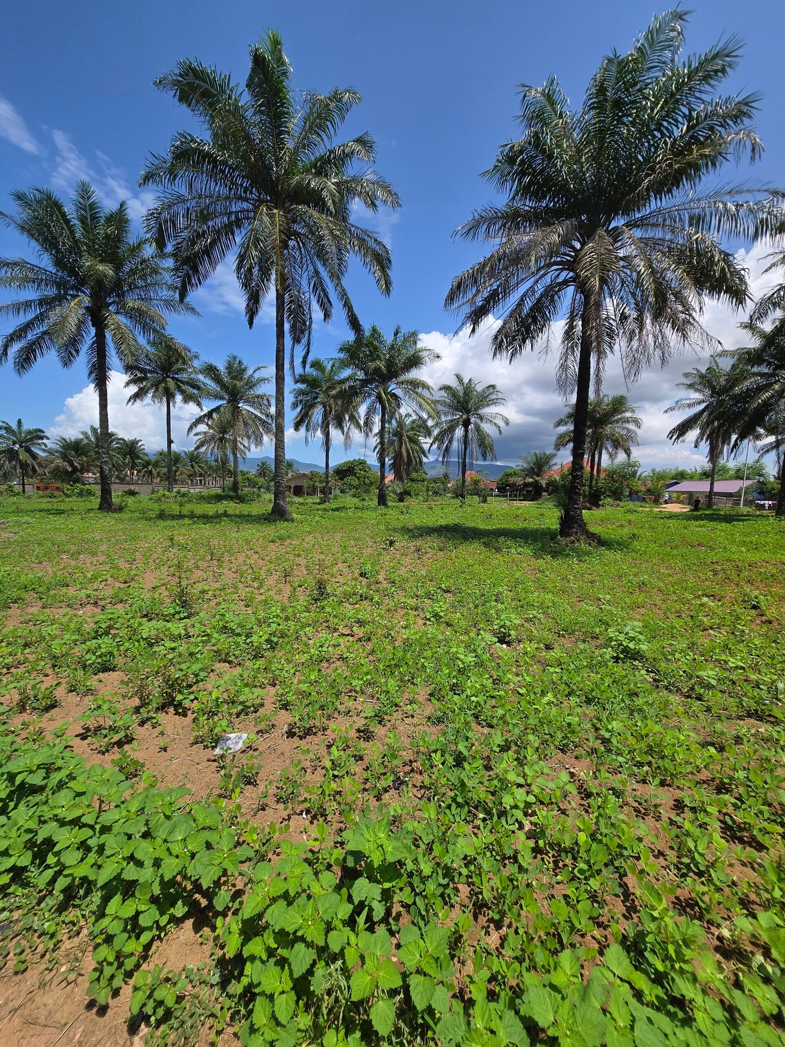 Newton village Sierra Leone lush landscape