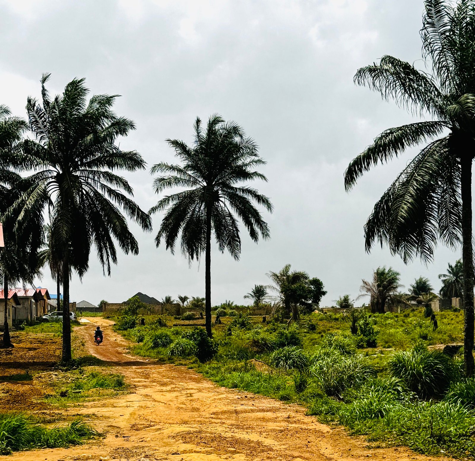 Newton village Sierra Leone palm trees and landscape