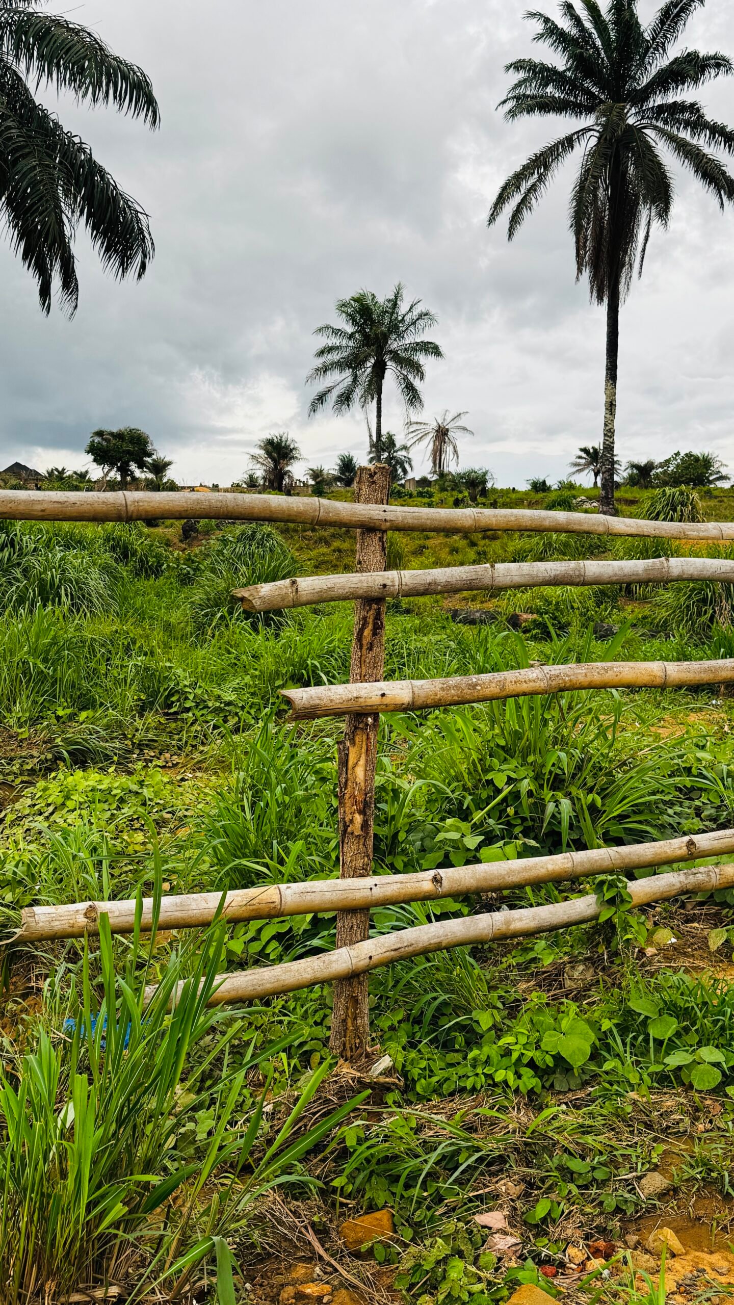 Newton village Sierra Leone lush greenery and palm trees